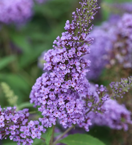 Nahaufnahme einer lila Schmetterlingsfliederblüte.