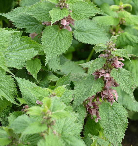 Nahaufnahme von blühender Taubnessel