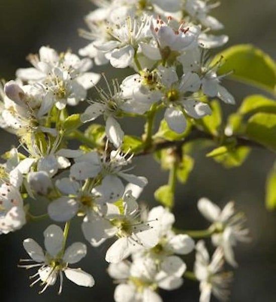 Blühender Baum mit weißen Blüten