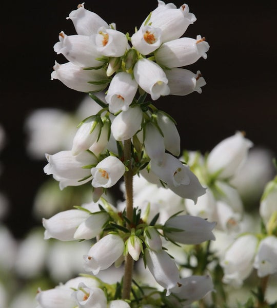 Nahaufnahme einer blühenden Schneeheide Pflanze