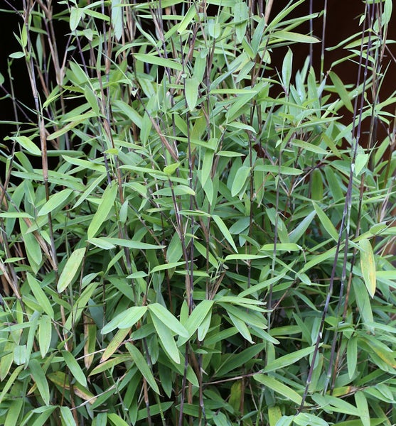 Bambuspflanze mit grünen Blättern und Halmen