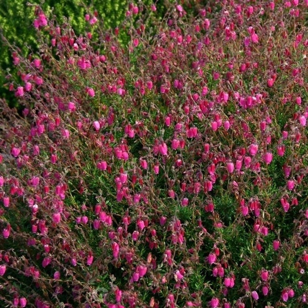 Blühende Besenheide im Garten