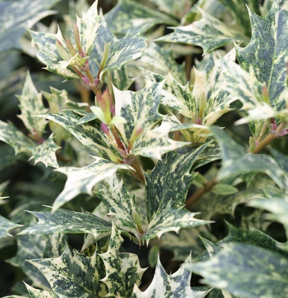 Nahaufnahme einer Stechpalme mit stacheligen Blättern