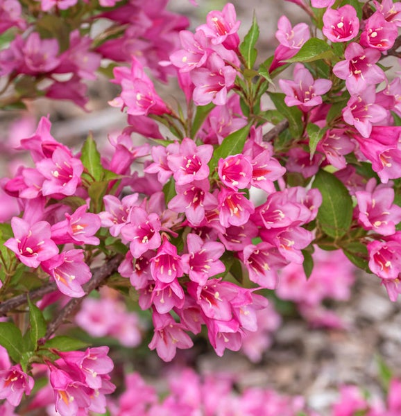 Blühender Weigelienstrauch mit rosa Blüten