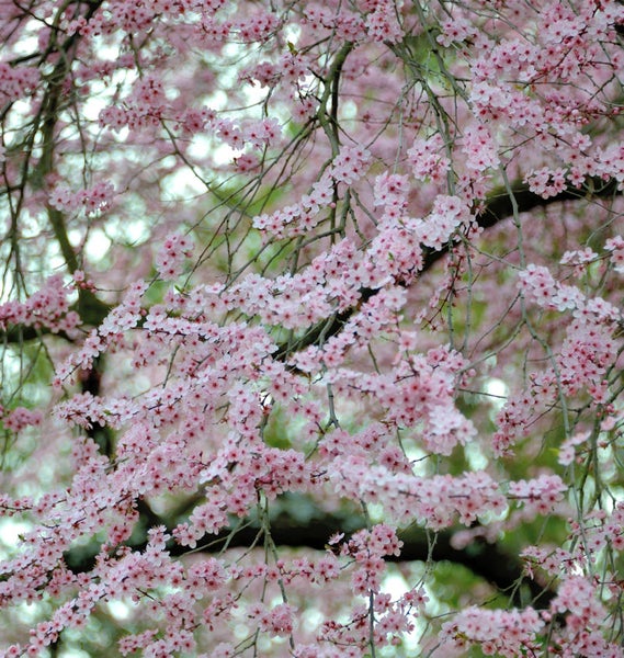 Blühender Baum mit zahlreichen rosa Blüten