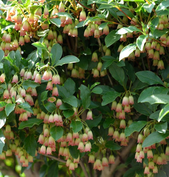 Nahaufnahme einer Schattenglöckchen-Pflanze mit Blüten und Blättern