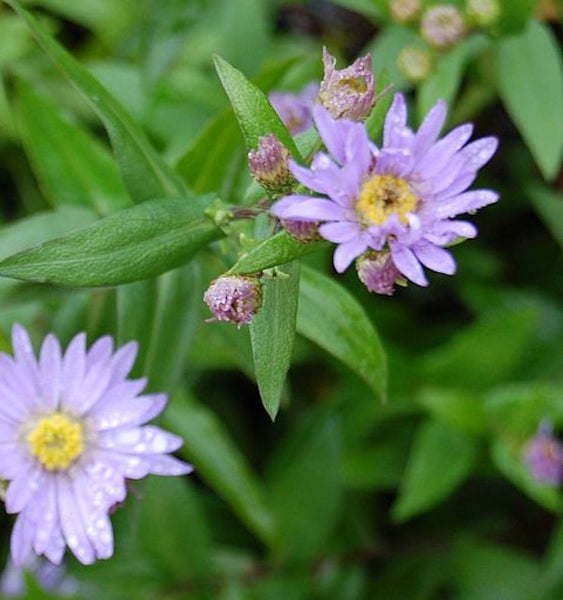 Nahaufnahme von Raublattastern mit lila Blüten und grünen Blättern
