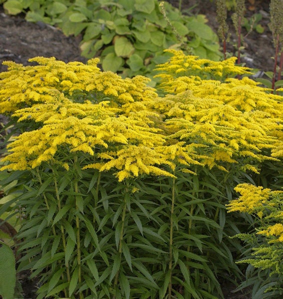 Goldrute Staude mit gelben Blüten im Garten.