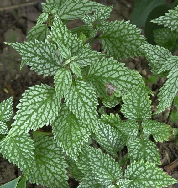Nahaufnahme einer Gefleckten Taubnessel mit grün-silbernen Blättern.