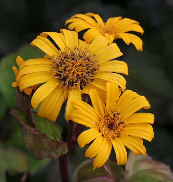Gruppe gelber Ligularia-Blüten
