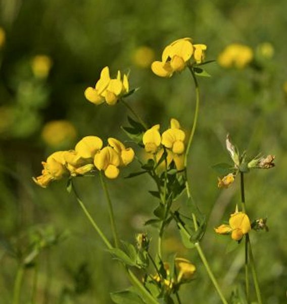 Gelbe Wiesenblumen im Nahbereich
