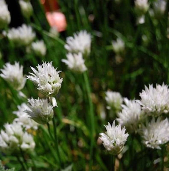 Schnittlauchblüten im Garten
