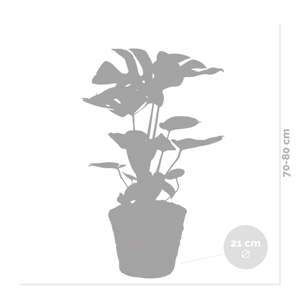 Bloomique - Monstera Deliciosa - Fensterblatt - Zimmerpflanzen - Pflegeleicht - Luftreinigend - Höhe 70-80 cm - Mit Rattan Korb 21 cm