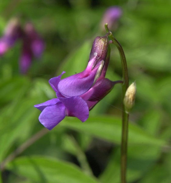 Lathyrus-Blüte mit Stiel