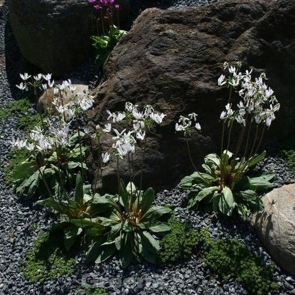 Gartenszene mit Felsen, Kies und blühenden Primelgewächsen