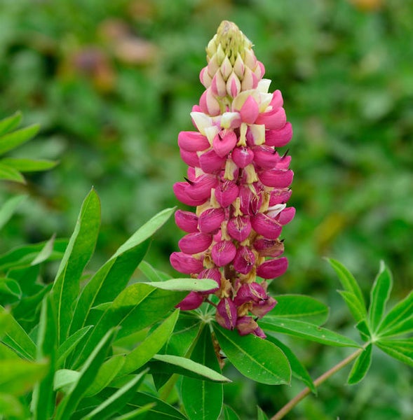 Blüte einer Garten-Lupine