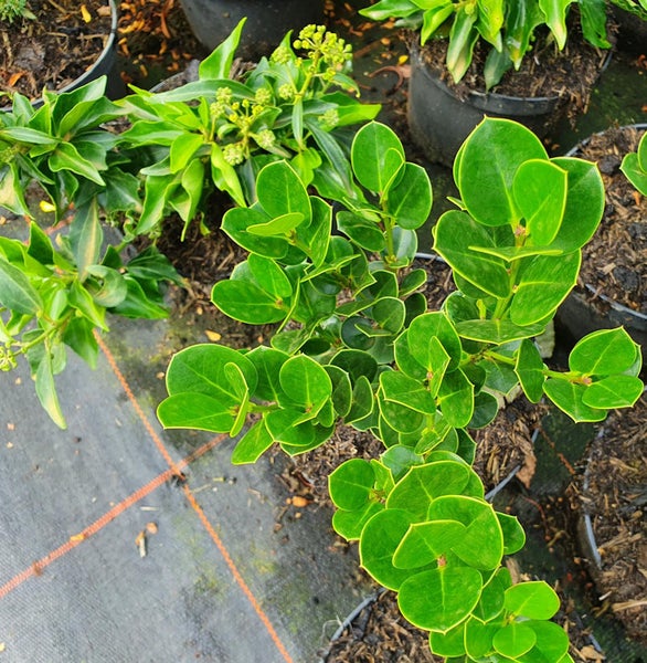 Im Bild ist eine Heckenmyrte Pflanze mit grünen Blättern zu sehen.