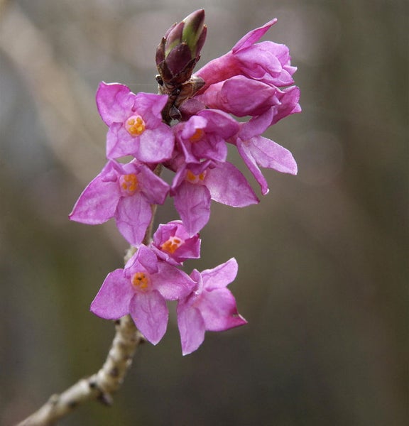 Nahaufnahme von blühenden Seidelbast-Zweigen