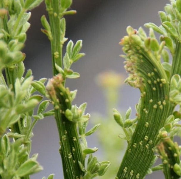 Detailaufnahme einer Ephedra-Pflanze mit grünen Stängeln und kleinen Blättern.