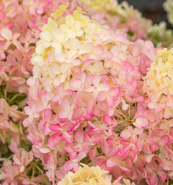 Nahaufnahme von rosa und gelben Hortensienblüten.