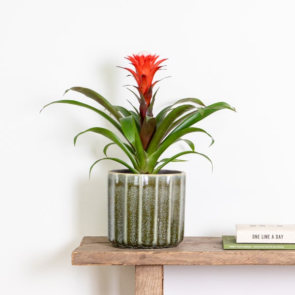 Guzmania Hope – Röhrenpflanze – Zimmerpflanze – Pflegeleicht – ⌀12 cm – ↕35-45 cm