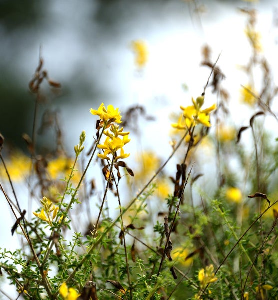 Ginsterpflanze mit gelben Blüten im Garten