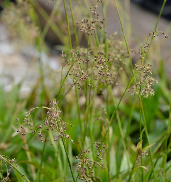 Detailaufnahme von Rasen mit kleinen Blütenständen