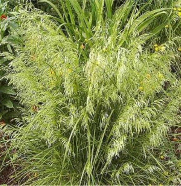 Pflanze Zittergras im Garten