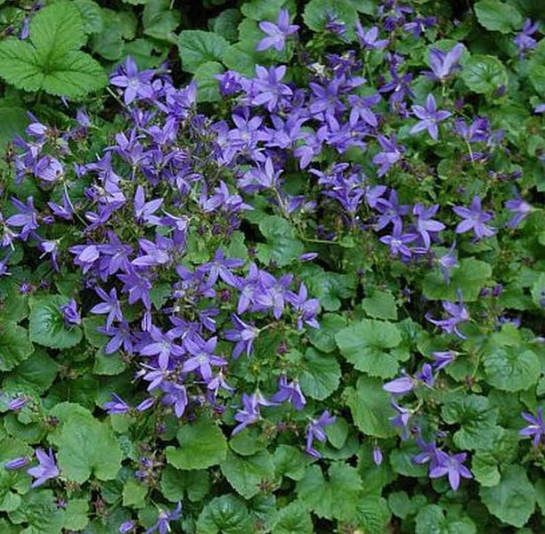 Detailaufnahme einer Dalmatiner-Glockenblume mit grünen Blättern