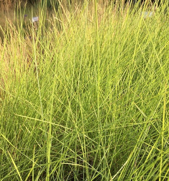 Detailaufnahme von Ziergras im Garten.
