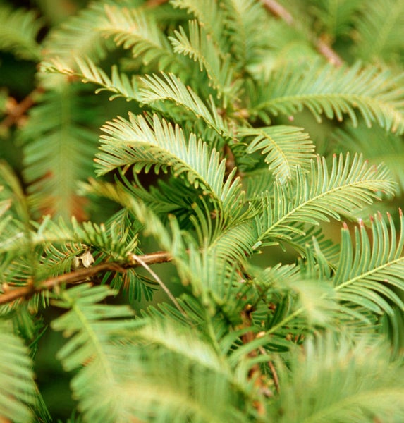 Nahaufnahme von Metasequoien-Zweigen