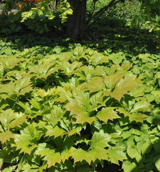 Nahaufnahme von Rodgersienpflanzen im Garten
