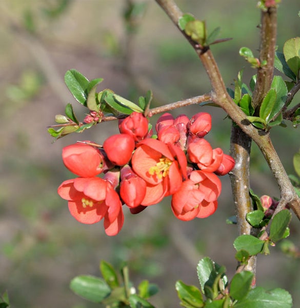 Nahaufnahme von Zierquittenblüten an einem Ast
