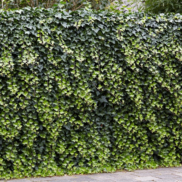 Bloomique - Hedera Helix - Kleinblättriges Efeu - Immergrün - Kletterpflanzen - Gartenpflanzen - Winterhart - Topf 15 cm - 70-80 cm hoch