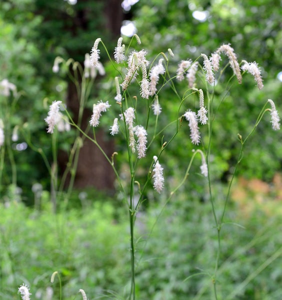 Wiesenknopf mit weißen Blüten