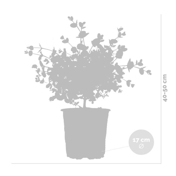 Eucalyptus gunnii - Mostgummi-Baum - Strauch - Immergrün - ⌀17 cm - 40-50 cm