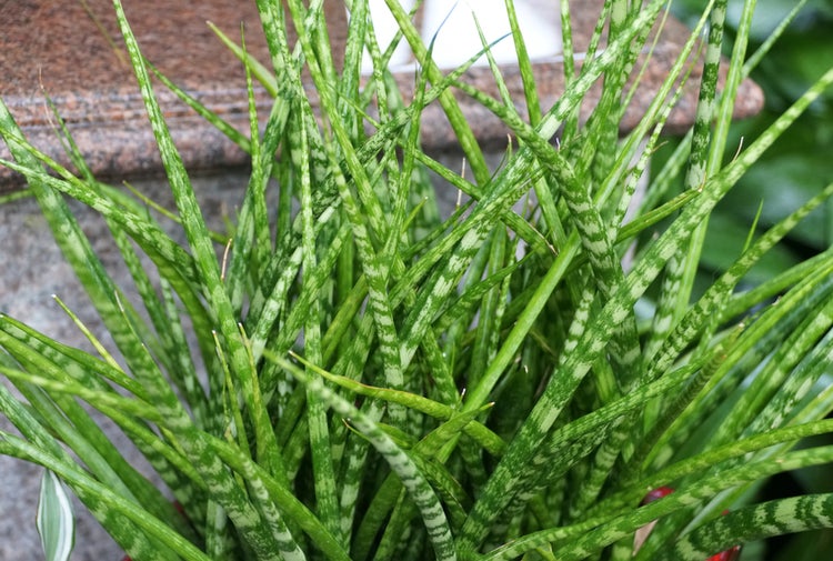 Bloomique - Sansevieria Fernwood Punk - Schwiegermutterzunge - Bogenhanf - Zimmerpflanzen - Luftreinigend - Sehr pflegeleicht - 20-30 cm Hoch - Topf 12 cm
