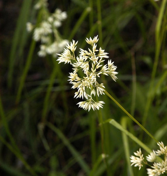 Rispen-Grasblüte im Detail