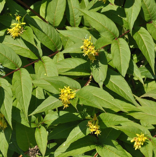 Goldgelbe Zierpflanze mit grünen Blättern