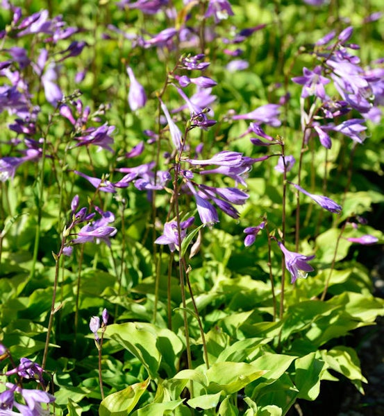 Funkien mit violetten Blüten im Gartenbeet