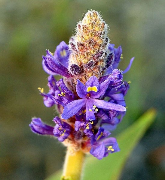 Nahaufnahme einer blühenden Hechtkraut Pflanze