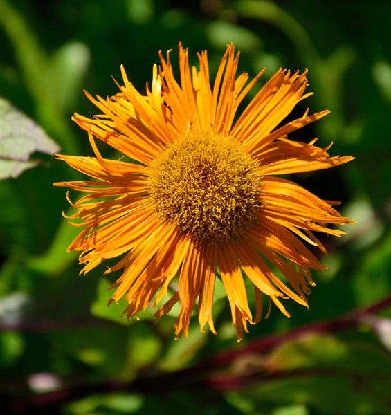 Blüte der Echten Alant Pflanze mit vielen Blütenblättern