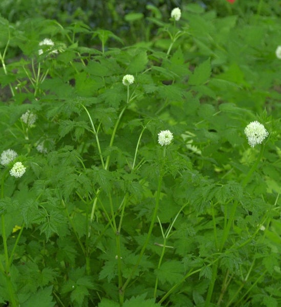 Nahaufnahme einer Buschwindröschenpflanze mit Blättern und Blüten