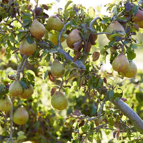 Bloomique - Pyrus Communis Conference - Birnbaum - Obstbäume - Gartenpflanzen - Winterhart - ⌀14 cm - Höhe 60-70 cm