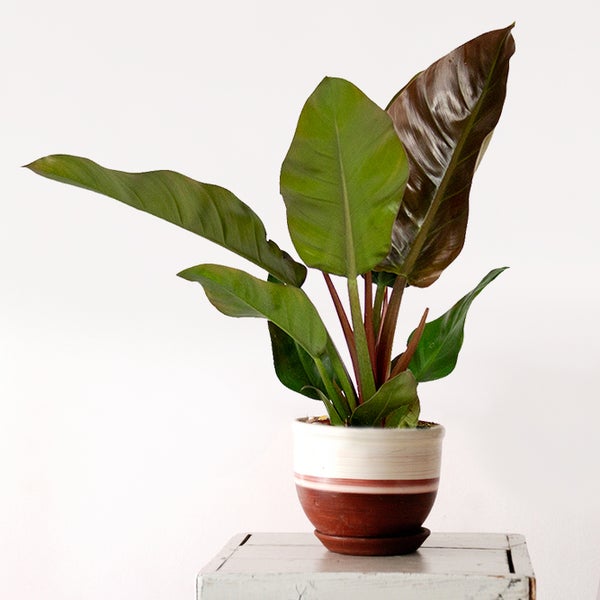 Philodendron Imperial Rot | pro Stück - Zimmerpflanze im Kinderzimmertopf cm19 cm - ↕50 cm