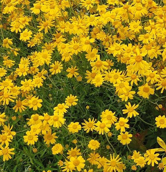 Nahaufnahme eines Feldes mit gelben Strauchmargeriten.
