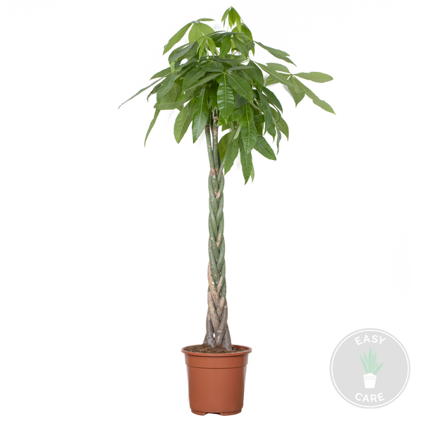 Bloomique - Pachira Aquatica - Glückskastanie - Zimmerpflanzen Groß - Luftreinigend - Pflegeleicht - Höhe 130-150 cm - Topf 27 cm
