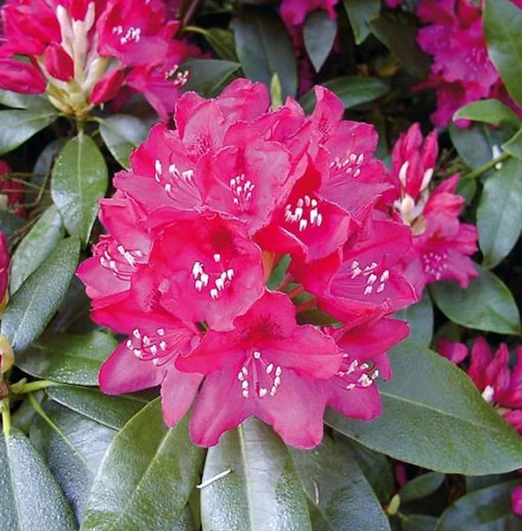 Nahaufnahme einer Rhododendronblüte mit Blättern