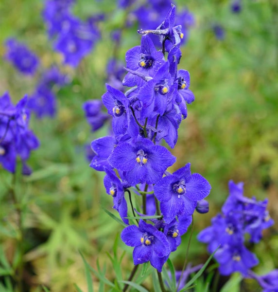 Rittersporn Pflanze mit blauen Blüten im Garten