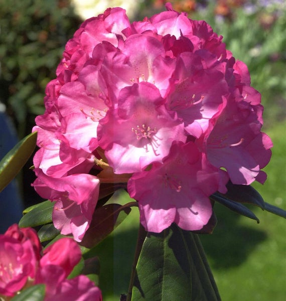 Nahaufnahme einer Rhododendronblüte